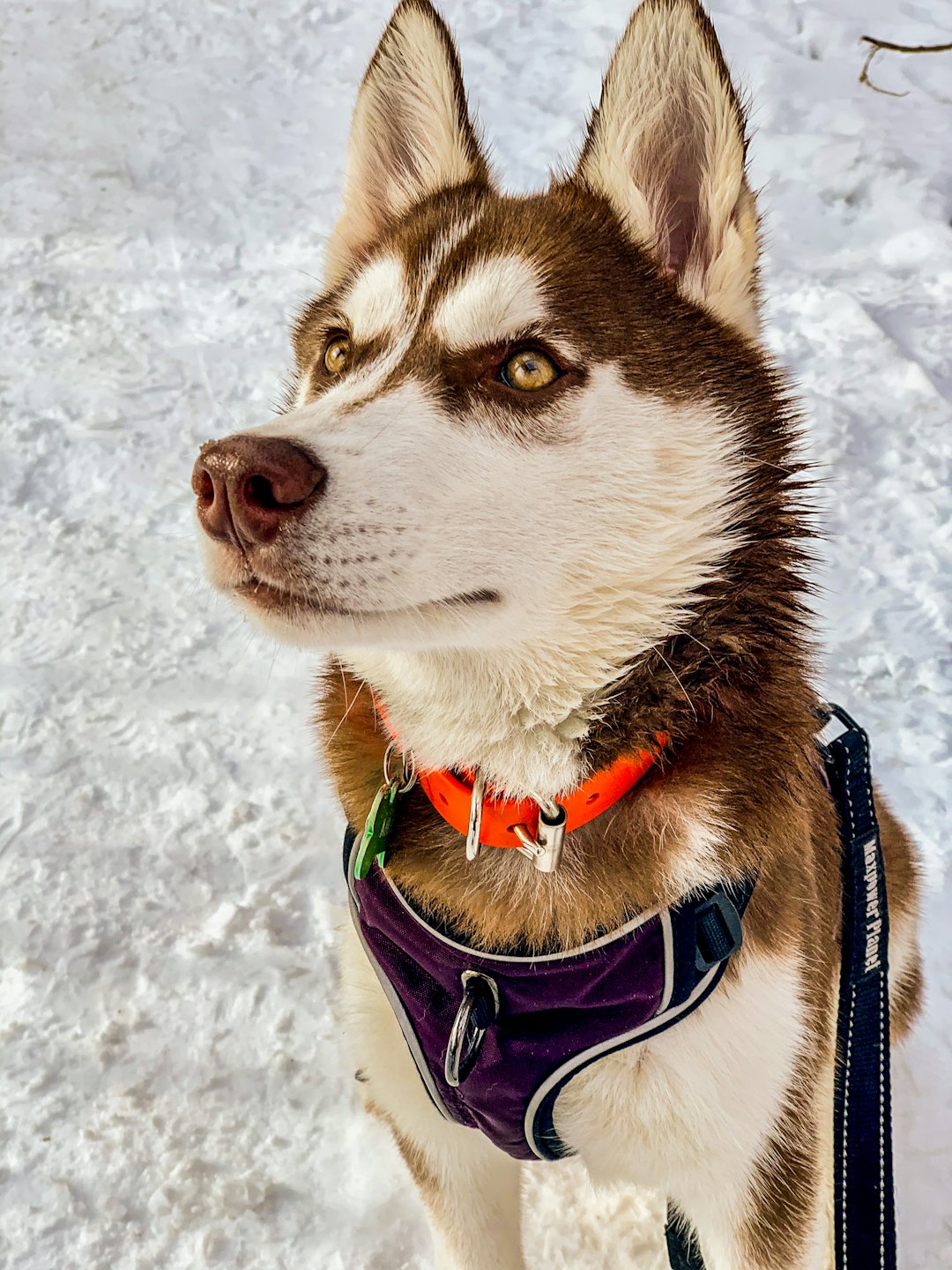 Husky siedzi cierpliwie na śniegu, ubrany w obrożę i szelki.