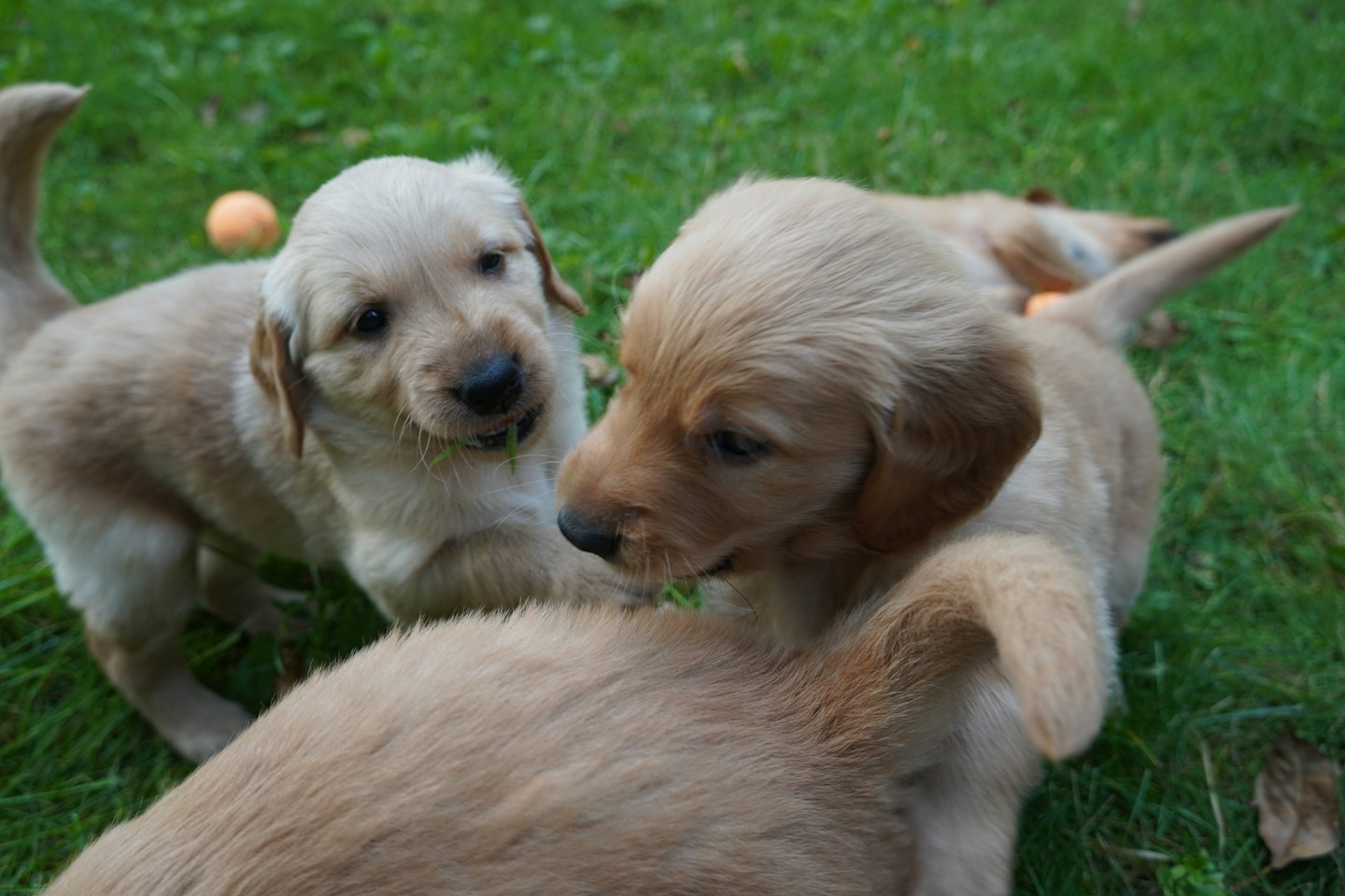 Szczeniaki golden retriever bawiące się na zielonej trawie z pomarańczowymi piłkami.